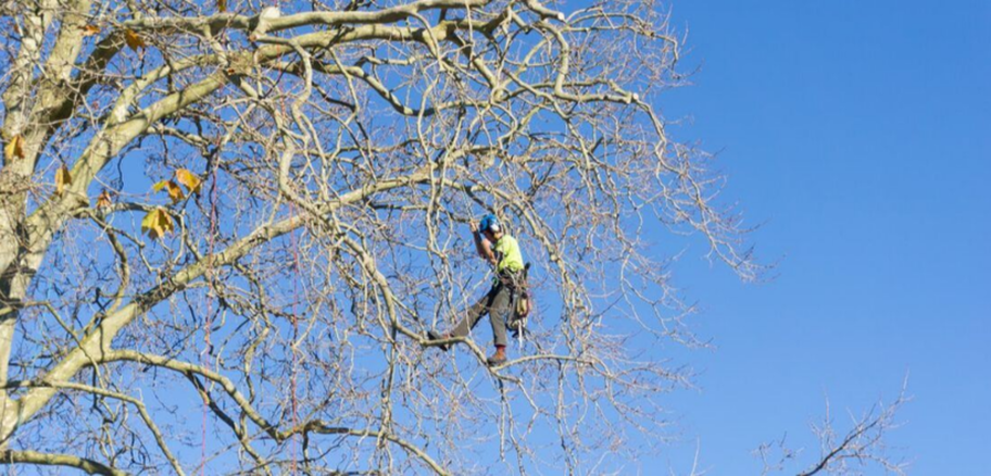 Grimpeur de l'entreprise Emondage Sherbrooke travaillant dans un arbre à Sherbrooke.