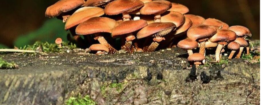 Los hongos que crecen en una cepa en Sherbrooke