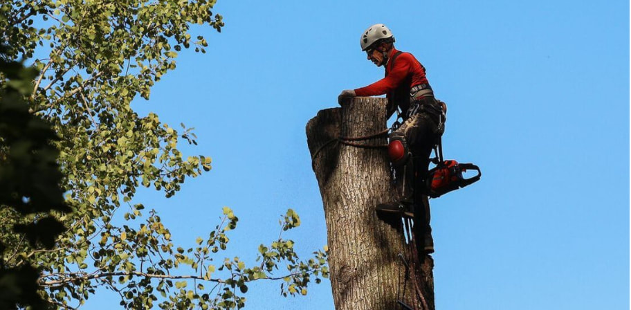 Arboriculteur de Emondage Sherbrooke Pro procède à l'abattage d'un arbre. Le résident de Sherbrooke a tout d'abord obtenu un permis d'abattage à la Ville de Sherbrooke.