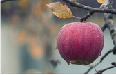 Pomme bien mûr à l'automne grâce à la taille de formation effectué par Emondage Sherbrooke.