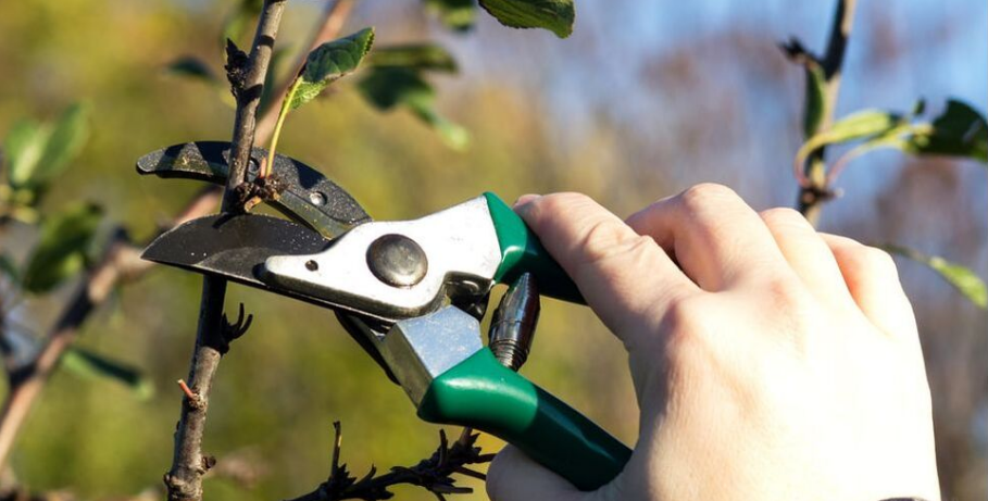 An employee of Emondage Sherbrooke does a training pruning on a tree.